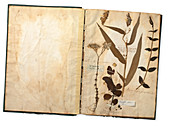 Sri Lankan plants,17th century