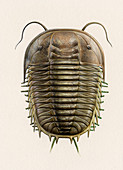 Paradoxides trilobite,artwork