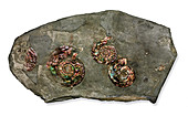 Psiloceras planorbis ammonite fossils