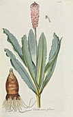 Lily (Veltheimia glauca),artwork