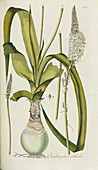 Lily (Ornithogalum scilloides),artwork