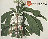 Theophrasta longifolia plant,artwork