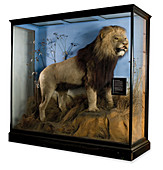 Cape lion,museum display