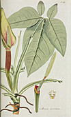 Arum (Arum auritum),artwork