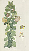 Milkweed (Asclepias arborescens)