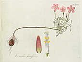 Wood-sorrel (Oxalis filifolia),artwork