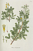 Mimosa (Mimosa leucacantha),artwork