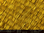 Butterfly wing scales,SEM