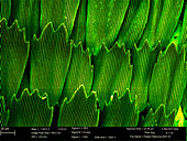 Butterfly wing scales,SEM