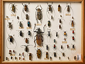Wallace Collection beetle specimens