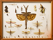 Wallace Collection insect specimens
