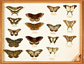 Wallace Collection butterfly specimens