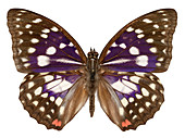 Great purple butterfly