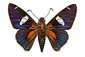Pyrrhopyge cometes butterfly