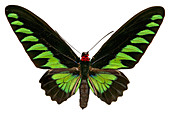 Rajah Brookes birdwing butterfly