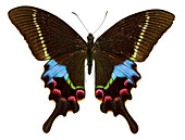 Krishna peacock butterfly