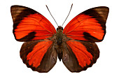 Agrias sahlkei butterfly