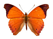 Orange beauty butterfly