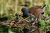 Common moorhen nesting