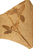 Florissant Formation plant fossil