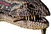 Coelophysis dinosaur model
