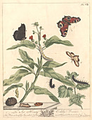 Butterflies and moths,artwork