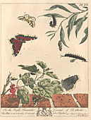Large magpie moth,artwork