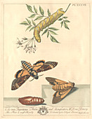Tiger moth,artwork