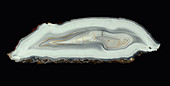 Agate stone with white layers