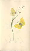 Brimstone butterfly,19th century