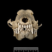 Falkland Islands fox skull