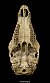 Thorold's deer skull