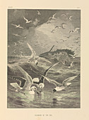 Seagulls feeding,19th century