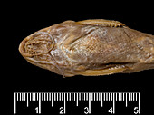 African freshwater catfish specimen