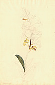 Golden orchid (Dendrobium discolor)