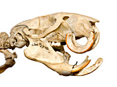 Black-footed tree-rat skull
