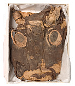 Egyptian mummified calf