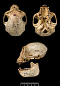 Male silver leaf monkey skull