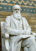 Charles Darwin,museum statue