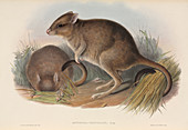 Brush-tailed bettong,19th century