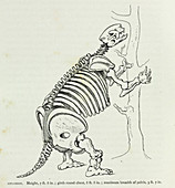 Mylodon skeleton,artwork