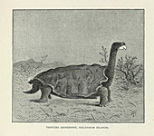 Galapagos tortoise,artwork
