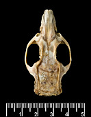 Antillean giant rice rat skull
