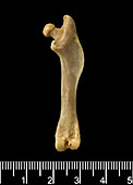 Antillean giant rice rat leg bone