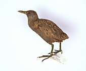 Laysan Crake bird
