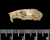 Saint Vincent pygmy rice rat skull