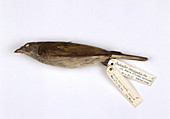Scaly-throated honeyguide bird