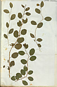 Pressed caper bush (Capparis spinosa)