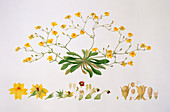 Velleia pubescens,artwork