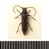 Two-toothed longhorn beetle